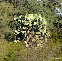 Opuntia quimilo