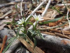 Pseudostellaria