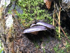 Omphalotus japonicus