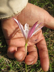 Zephyranthes mesochloa
