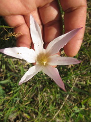 Zephyranthes mesochloa
