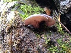 Omphalotus japonicus