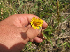 Acmella decumbens