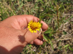 Acmella decumbens