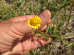 Acmella decumbens