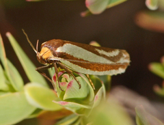 Phytotrypa propriella