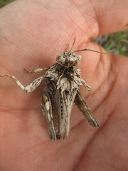 Spathalium audouinii