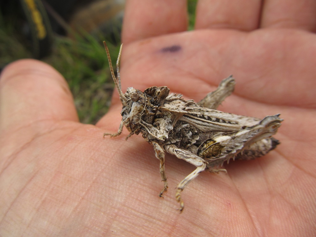 Spathalium audouinii