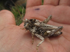 Spathalium audouinii