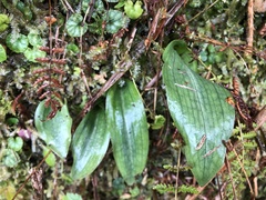Platanthera stenoglossa