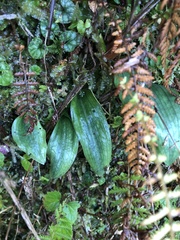 Platanthera stenoglossa