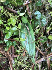 Platanthera stenoglossa