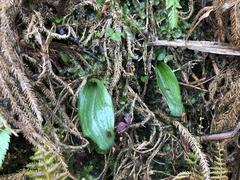 Platanthera stenoglossa