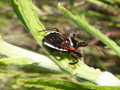 Apiomerus californicus
