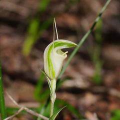 Pterostylis alveata