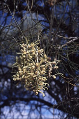 Hakea lorea