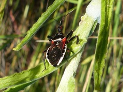 Apiomerus californicus