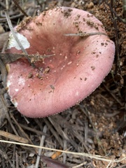 Russula lenkunya