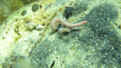 Glyceridae