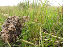 Burgilis curta