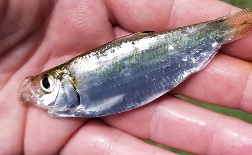 Castelnau's herring (Herklotsichthys castelnaui) — Clupeidae — 3