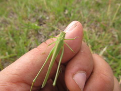 Burgilis curta