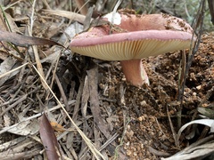 Russula lenkunya