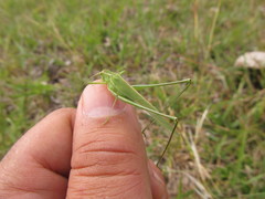 Burgilis curta