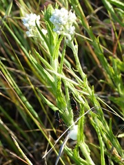 Apiomerus californicus