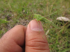 Burgilis curta