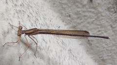 Pseudocopera ciliata