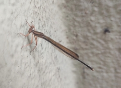 Pseudocopera ciliata