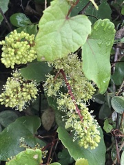 Vitis thunbergii