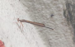 Pseudocopera ciliata