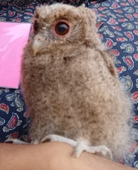 Otus