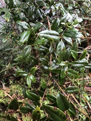 Ilex lonicerifolia