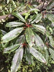 Daphniphyllum himalaense