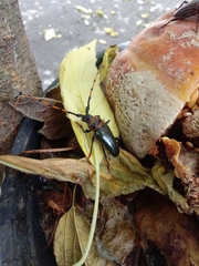 Retrachydes thoracicus thoracicus