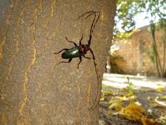 Retrachydes thoracicus thoracicus