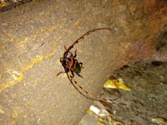 Retrachydes thoracicus thoracicus