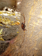 Retrachydes thoracicus thoracicus