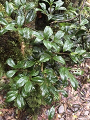 Symplocos macrostroma