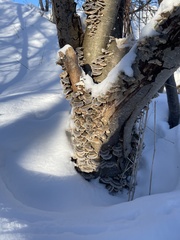 Trametes versicolor image