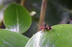 Phymatophaea guttigera