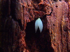 Mucronella fusiformis