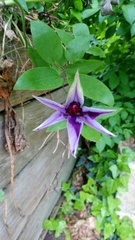 Passifloraceae