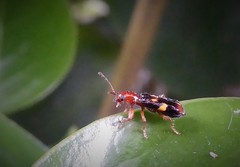 Phymatophaea guttigera