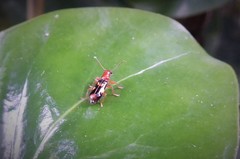 Phymatophaea guttigera