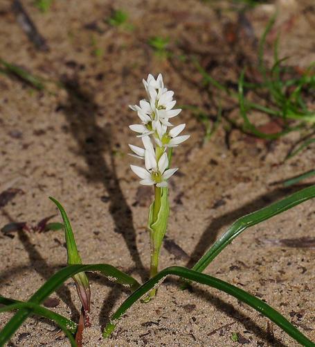 Wurmbea latifolia T.D.Macfarl.