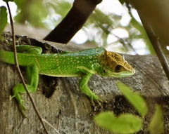 Anolis smallwoodi